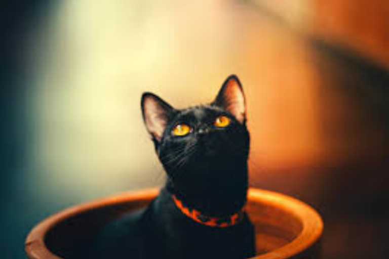 funny black cat names