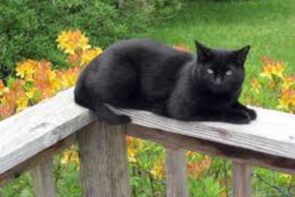 funny black cat names
