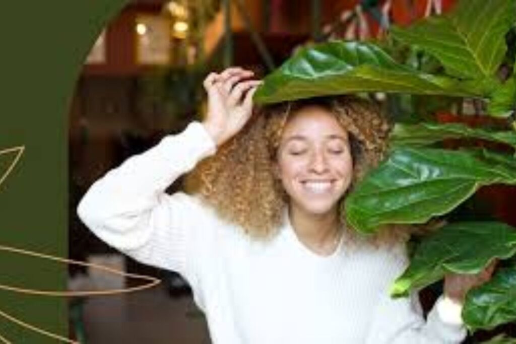 funny Fiddle leaf fig