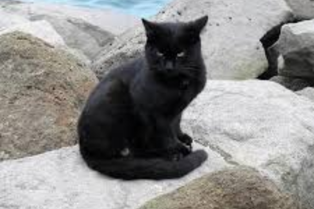funny black cat names
