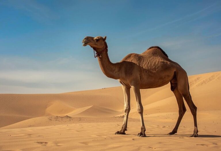camel names