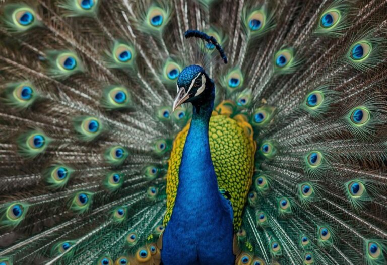 peacock names
